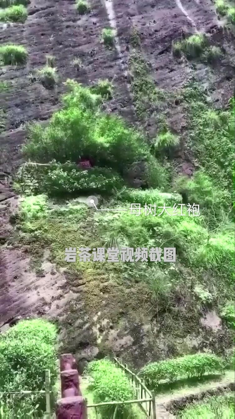 武夷岩茶大红袍紫砂壶怎么冲泡,大红袍武夷岩茶的冲泡方法