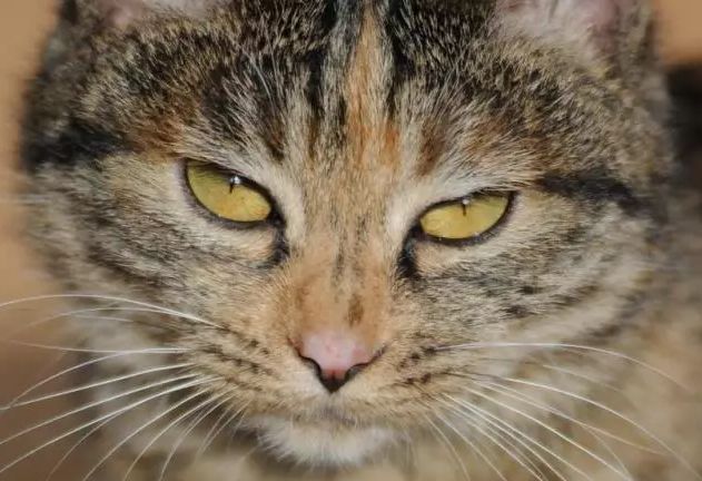 十块钱就能买一只狸花猫是真的吗,几十元的狸花猫能养吗