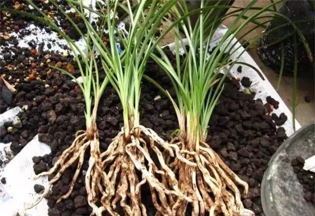 仅用树皮养兰花的方法,树皮养兰花什么样的树皮最好看