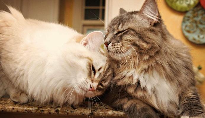 长毛猫的进化史,西伯利亚长毛猫缅因猫