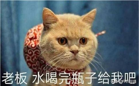 十只网红猫哪个最适合你养,各大网红猫都是什么品种