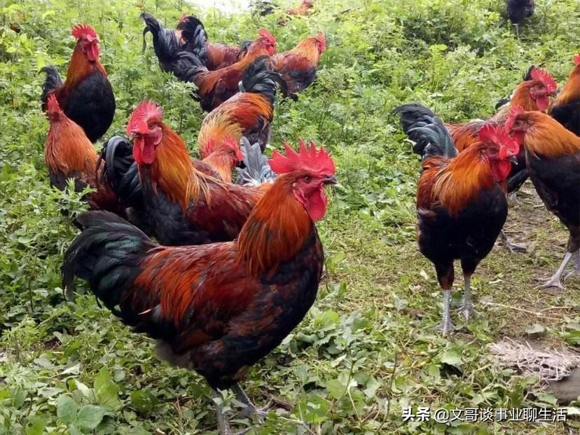 三农无本钱养鸡加盟合作,农村养鸡创业代养