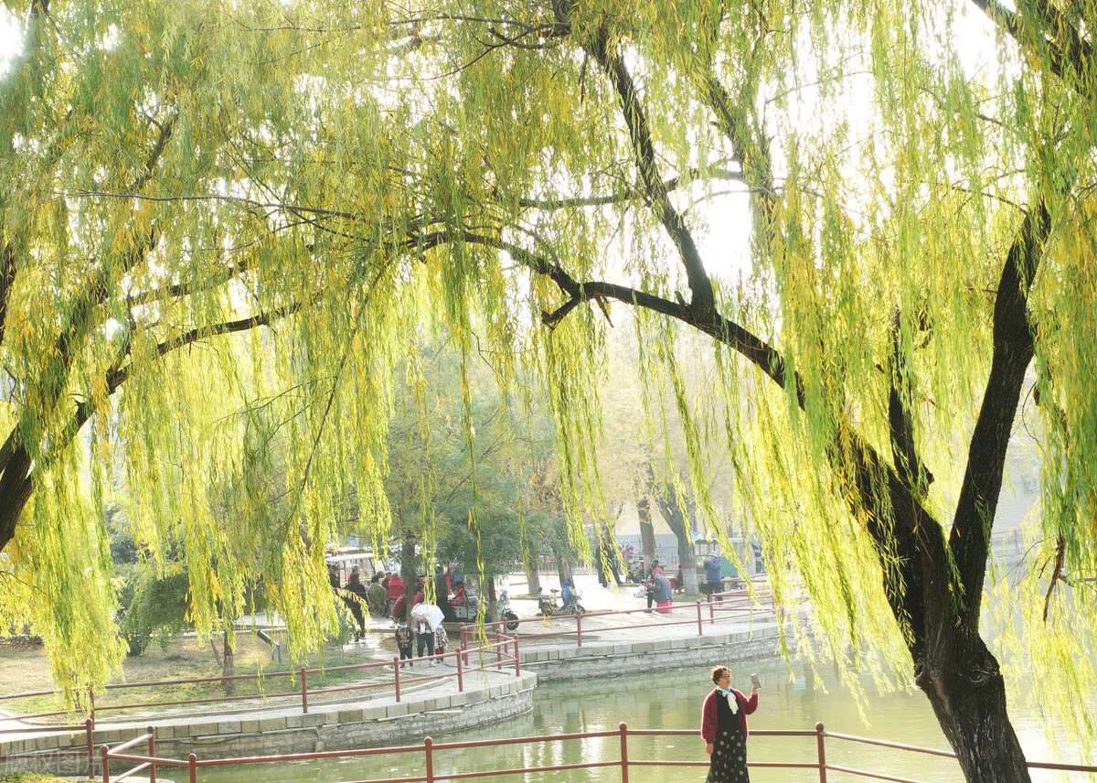 一丝杨柳千丝恨图片,一丝杨柳千丝恨