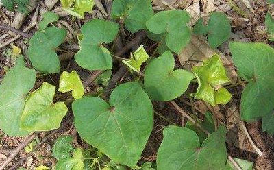 金荞麦四川怎么叫,金荞麦别名是不是土茯苓