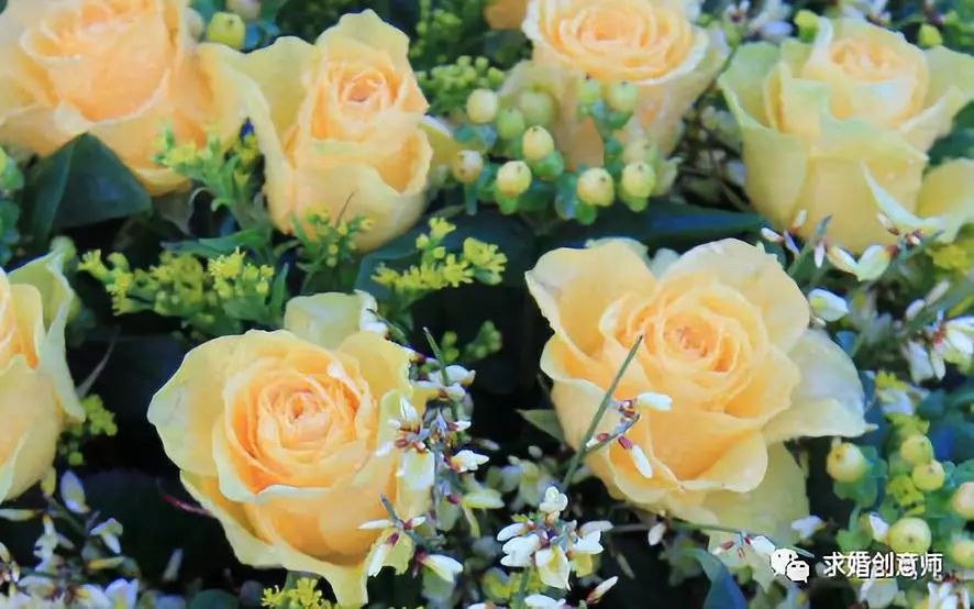 生日送花送什么花合适表达爱意,求婚送花送什么花合适