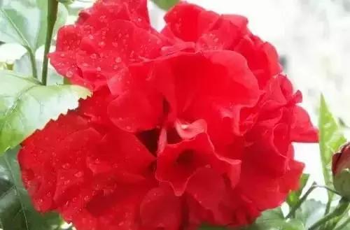 以桂花为市花的城市有哪些,中国每个城市的市花是什么