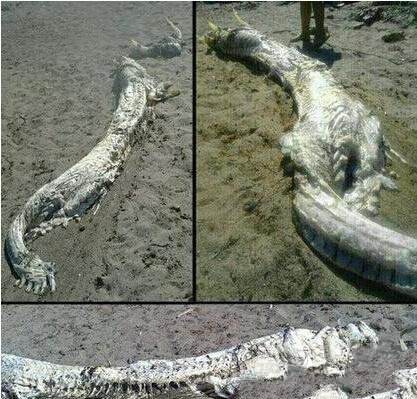 龙存在吗为什么会在12生肖里,生肖里为什么只有龙不是真实存在