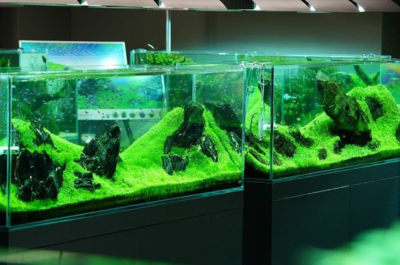 养观赏鱼怎样建立硝化系统,养鱼硝化系统崩溃鱼怎么应急