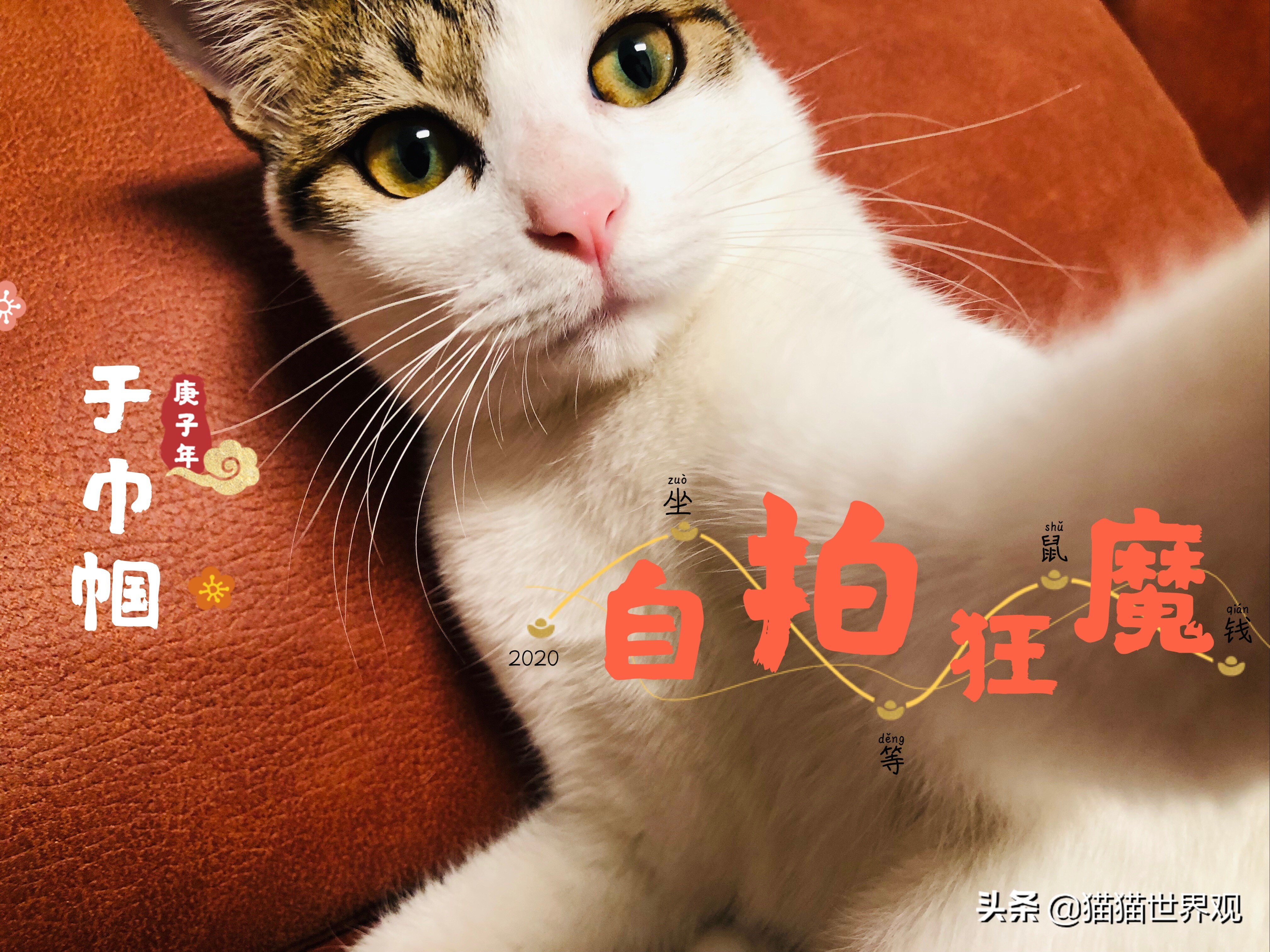 铲屎官不能不知道的养猫的那些事,养猫必须铲屎的注意事项