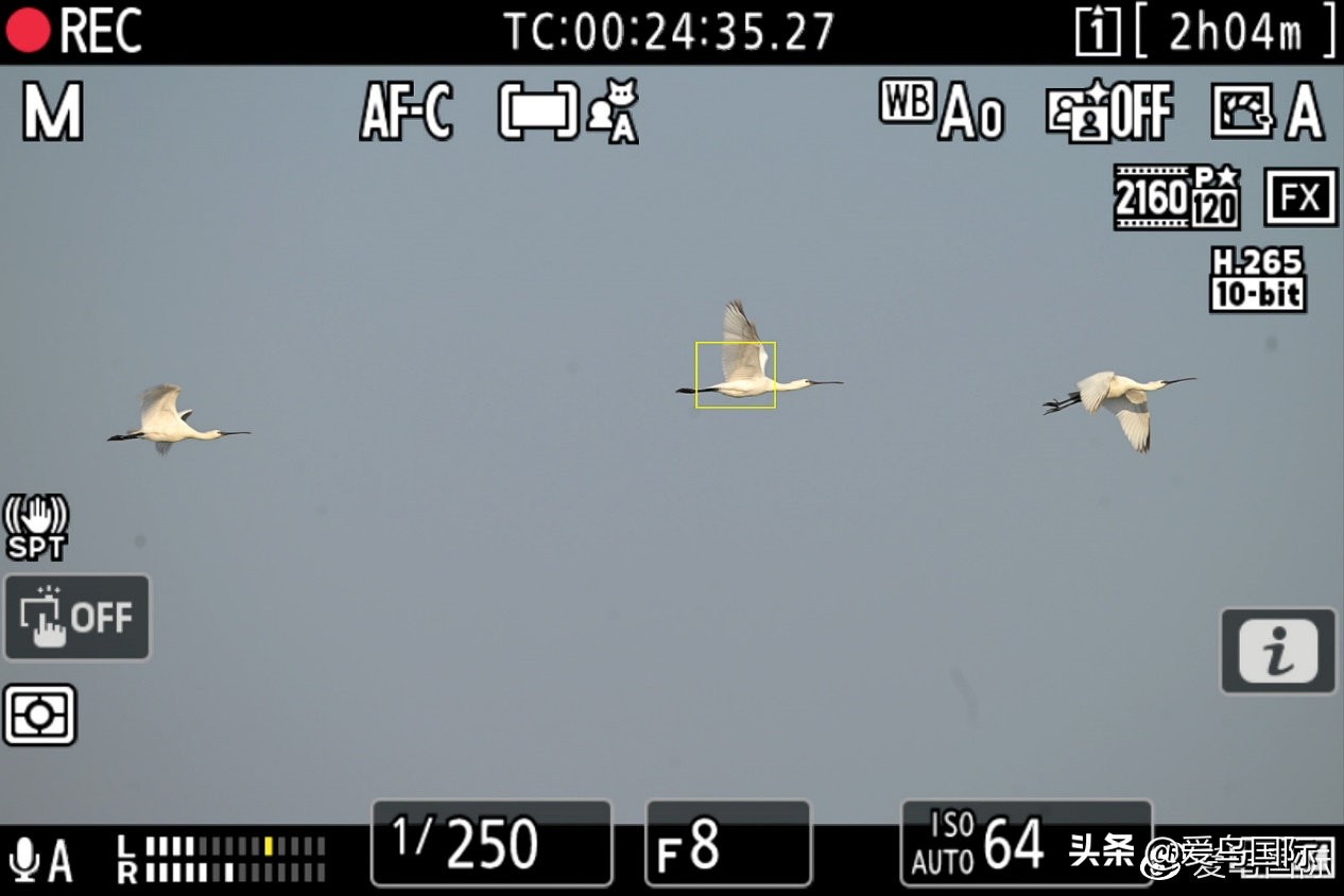 尼康z9有希望更新人像模式吗,尼康z9为什么适合打鸟