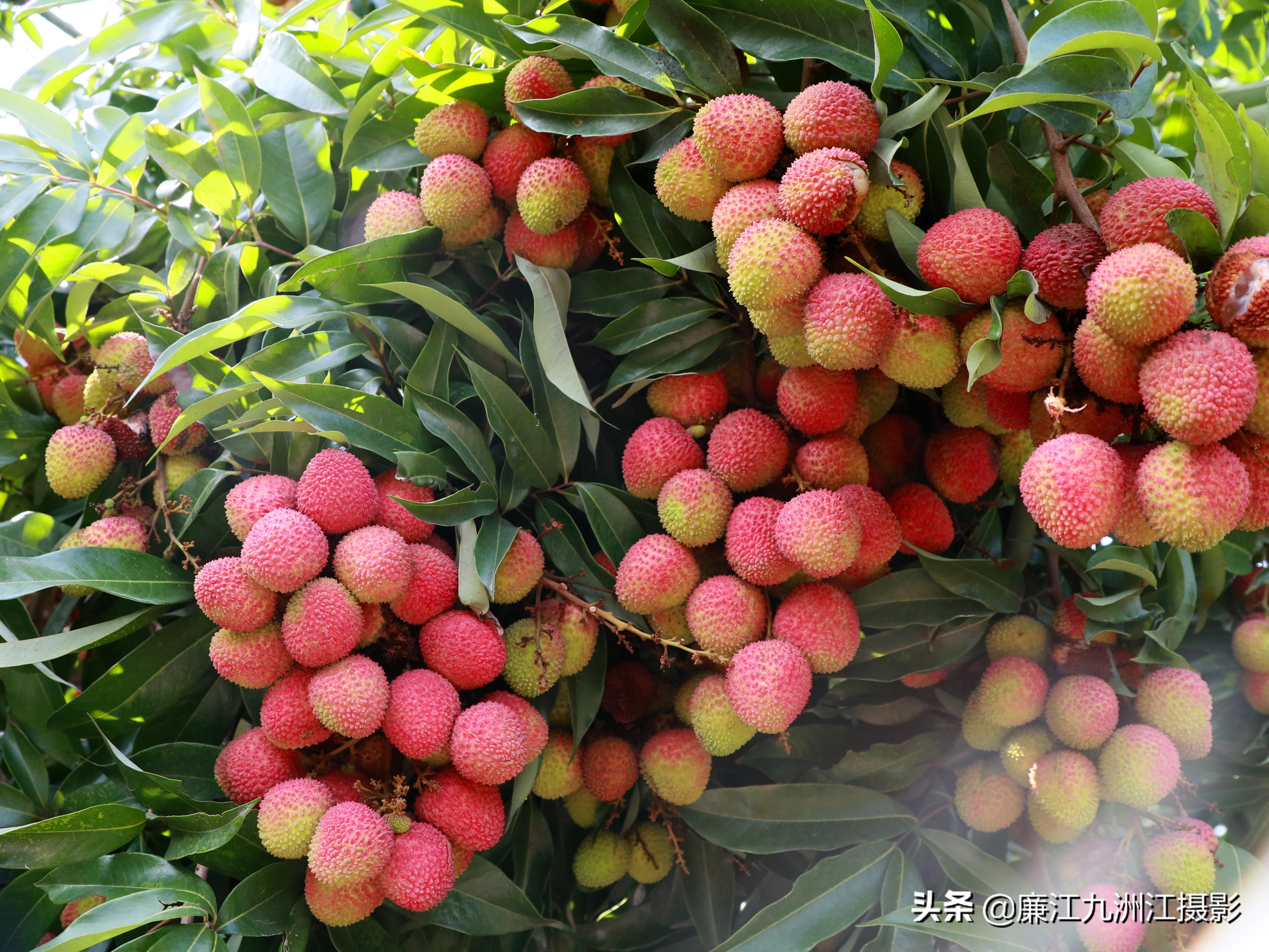 湛江市廉江荔枝节开幕式视频,廉江荔枝文化节