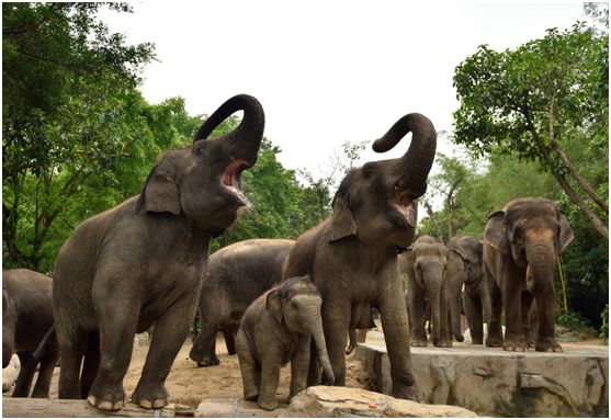 2021国庆节节广州长隆野生动物门票,广州长隆野生动物世界门票攻略