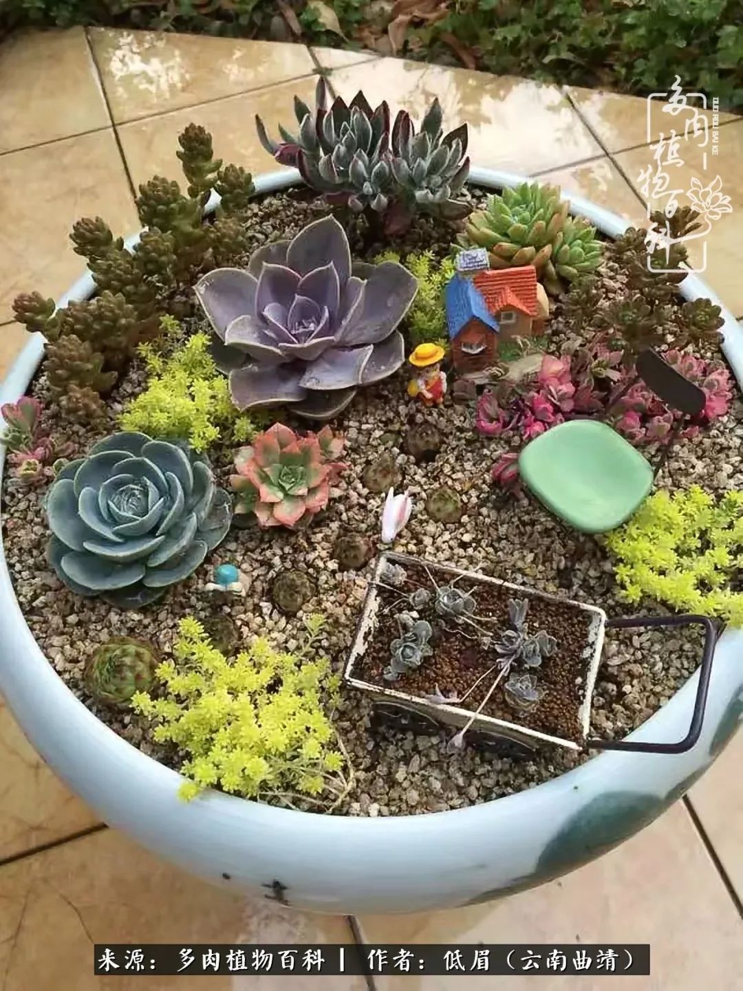 多肉看多了审美疲劳，今晚上点不一样的野味