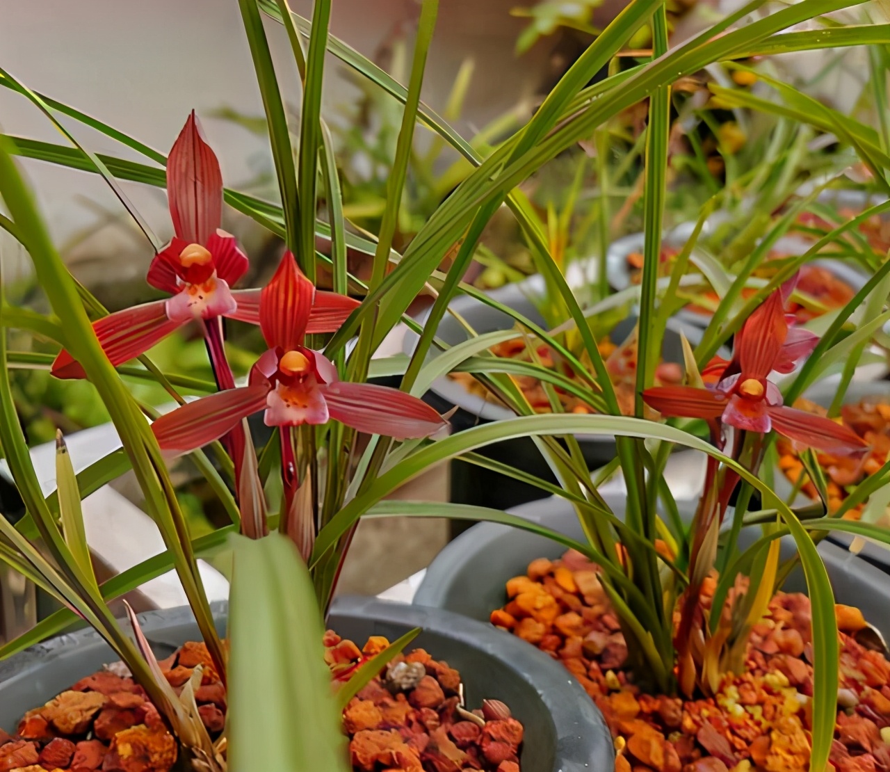 云南第一红素兰花,高档兰花云南红素