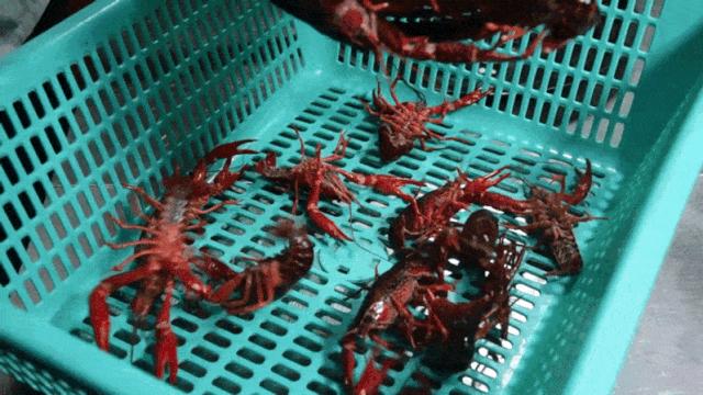 大连这家店两人一锅吃到撑，吃完虾还能涮火锅！这是什么操作？