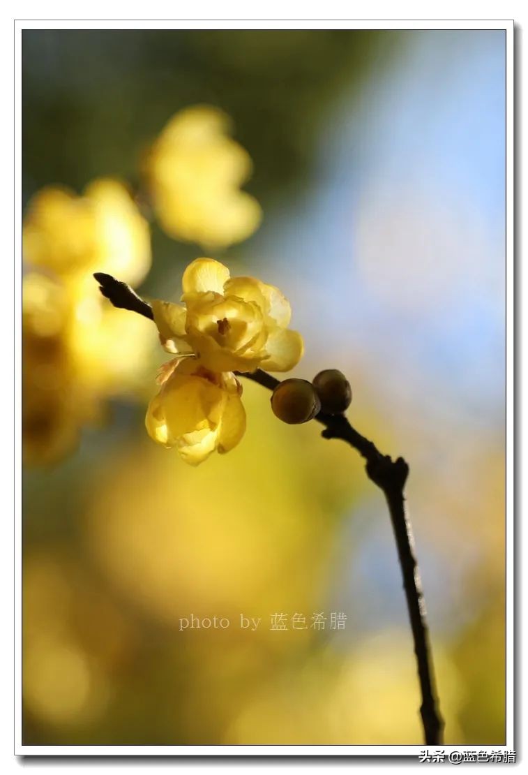 沈园腊梅的抖音视频,沈园腊梅开了吗