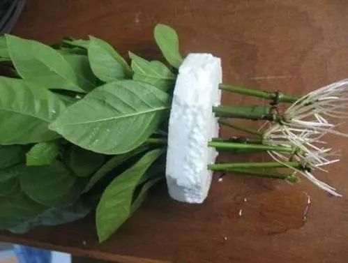 生根剂不用花钱买教你在家自己做,不用花钱在家可做万能生根剂