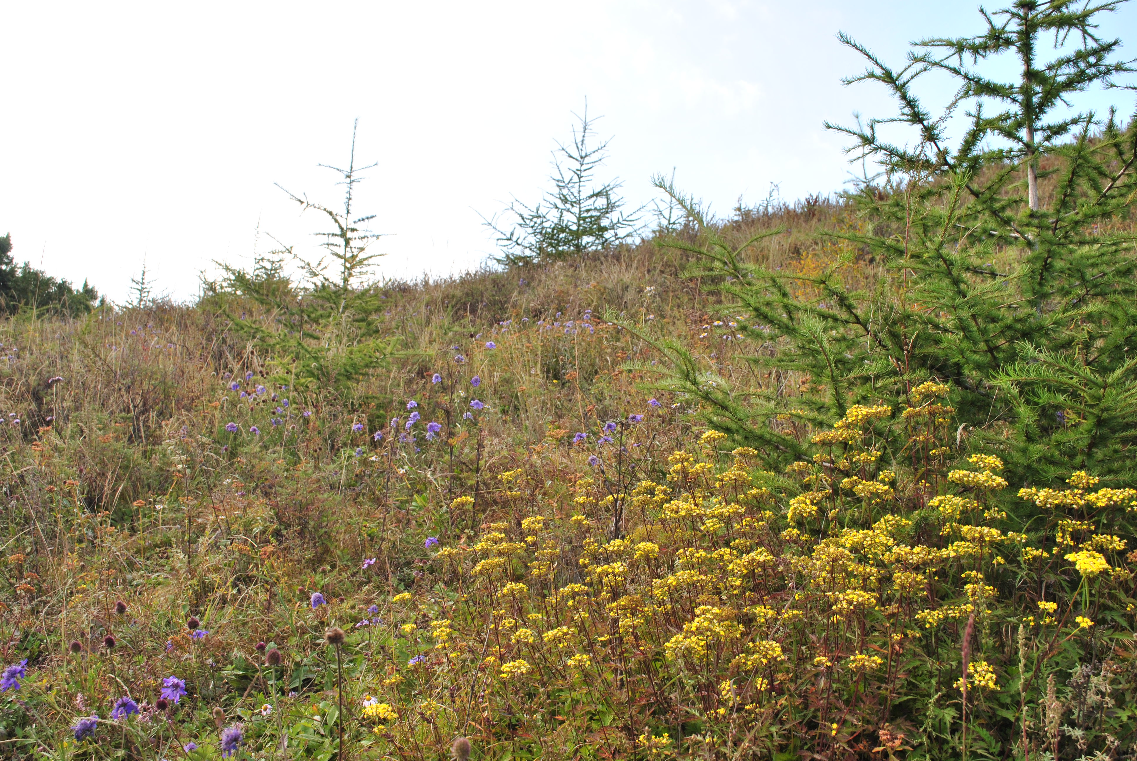 五台山最新攻略,五台山游玩攻略指南最新