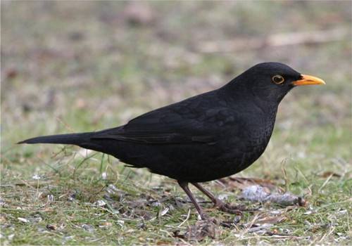 笠翁对韵国学经典21页,笠翁对韵经典篇章赏读