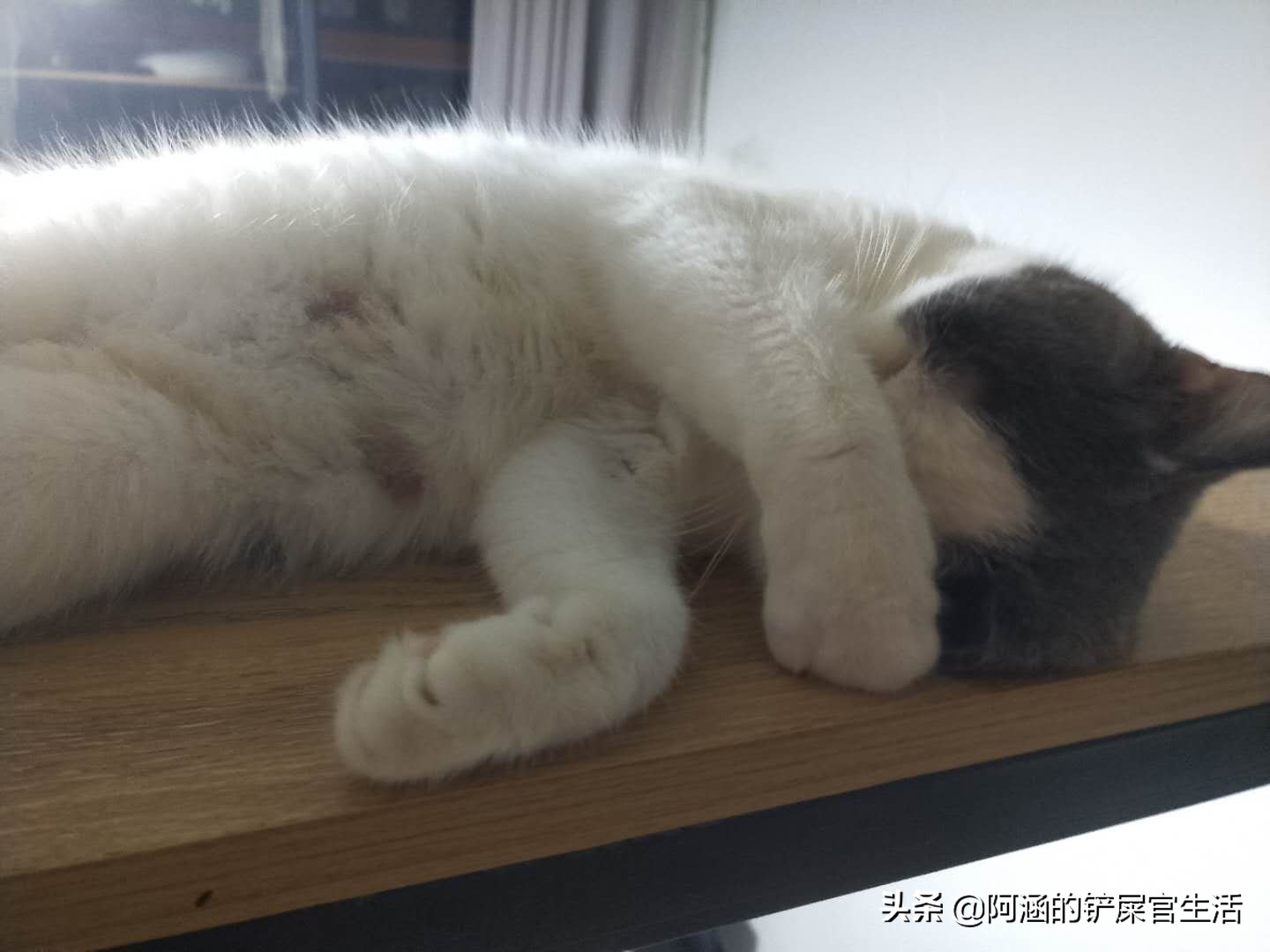 母猫刚产崽主人需要注意什么,母猫剖腹产之后还可以照顾小猫吗