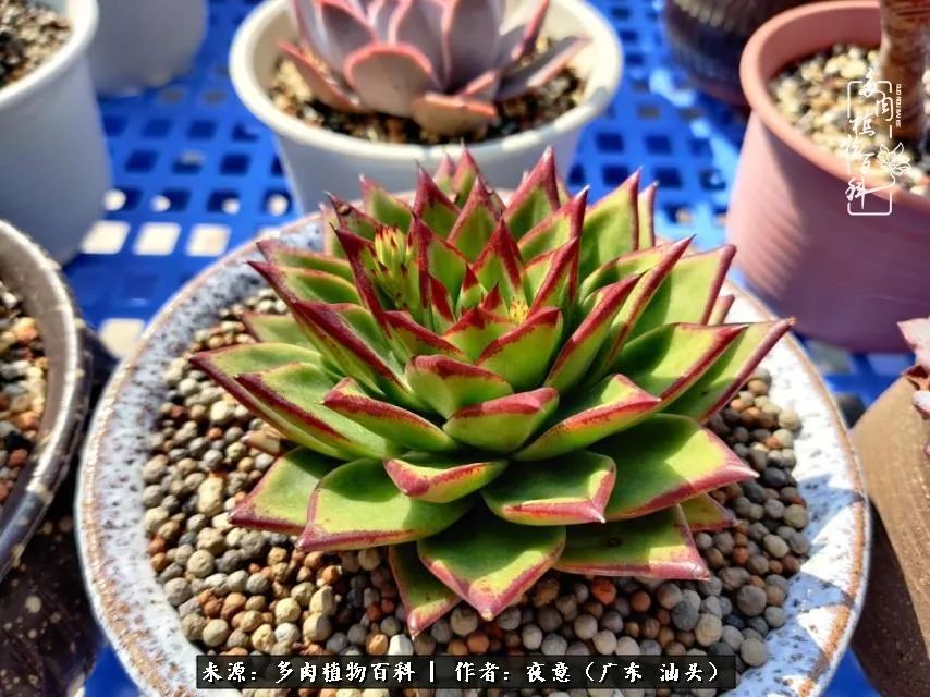 广东春天多肉图片大全,这个季节的多肉状态是最美的