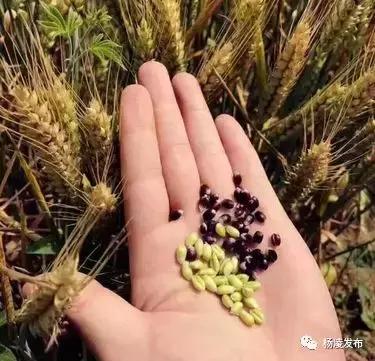 农林科技大学创业项目,农科类创新创业大赛