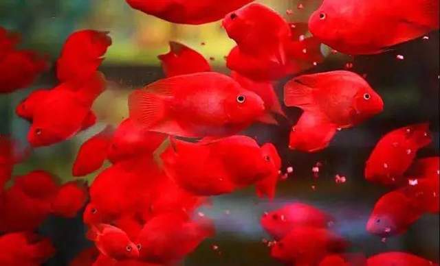 最显眼的观赏鱼品种有哪些,常见观赏鱼品种大全名字