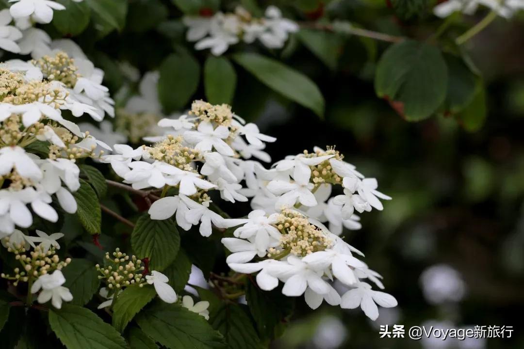 旅行民宿春天赏花,附近哪里有赏花民宿