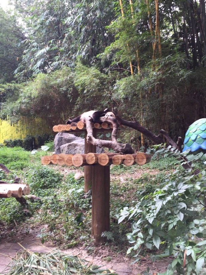 长隆野生动物园旅游攻略带娃,广州长隆动物园适合亲子游