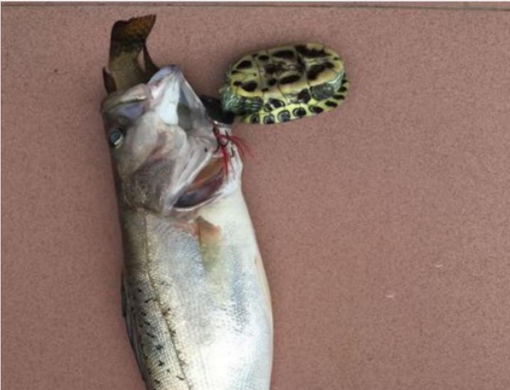 生吞巴西龟罗非鱼，大嘴鲈鱼或成生态救星，网友：大量引进