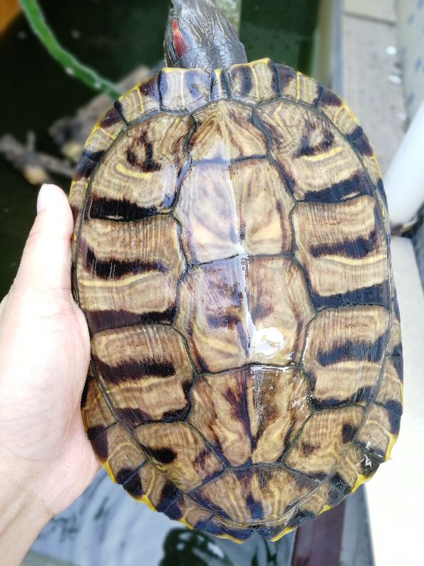 变异巴西龟苗如何饲养,巴西龟与变异巴西龟哪种最好养