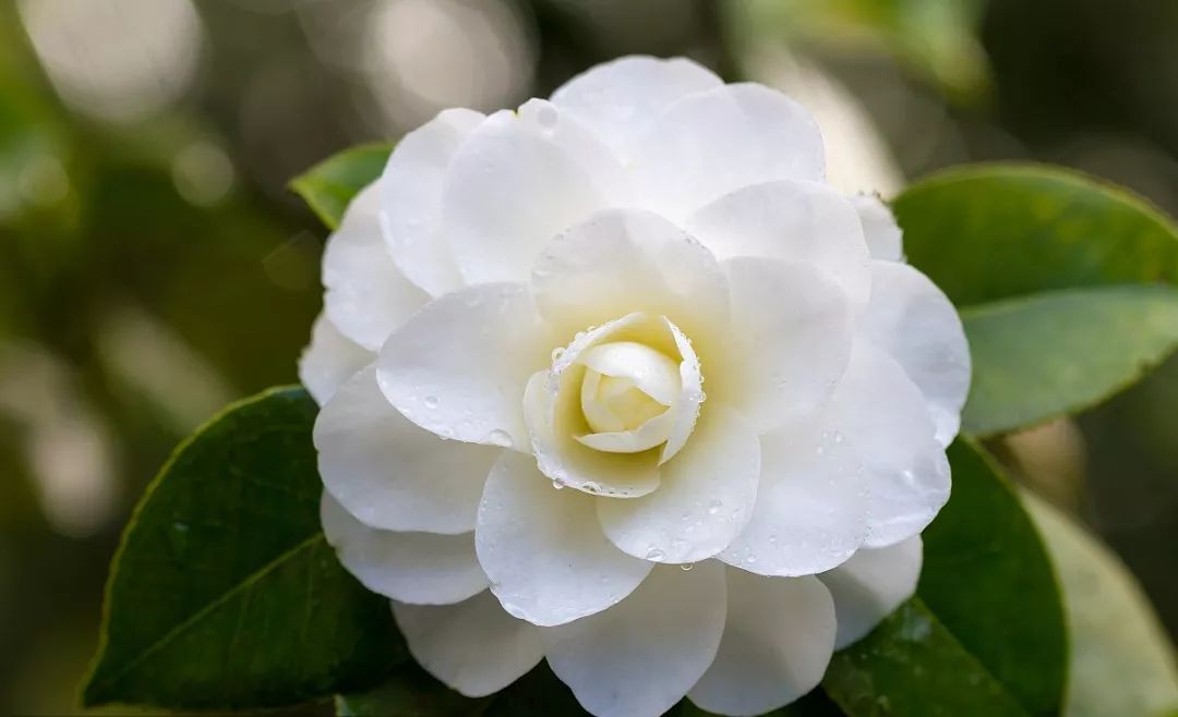 懒人山茶花,山茶花日常