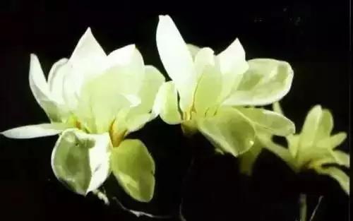 以桂花为市花的城市有哪些,中国每个城市的市花是什么