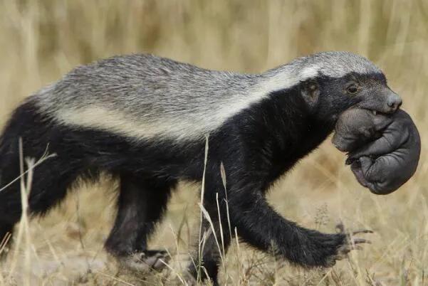 平头哥为什么会变成迷你物种,平头哥到底是什么动物