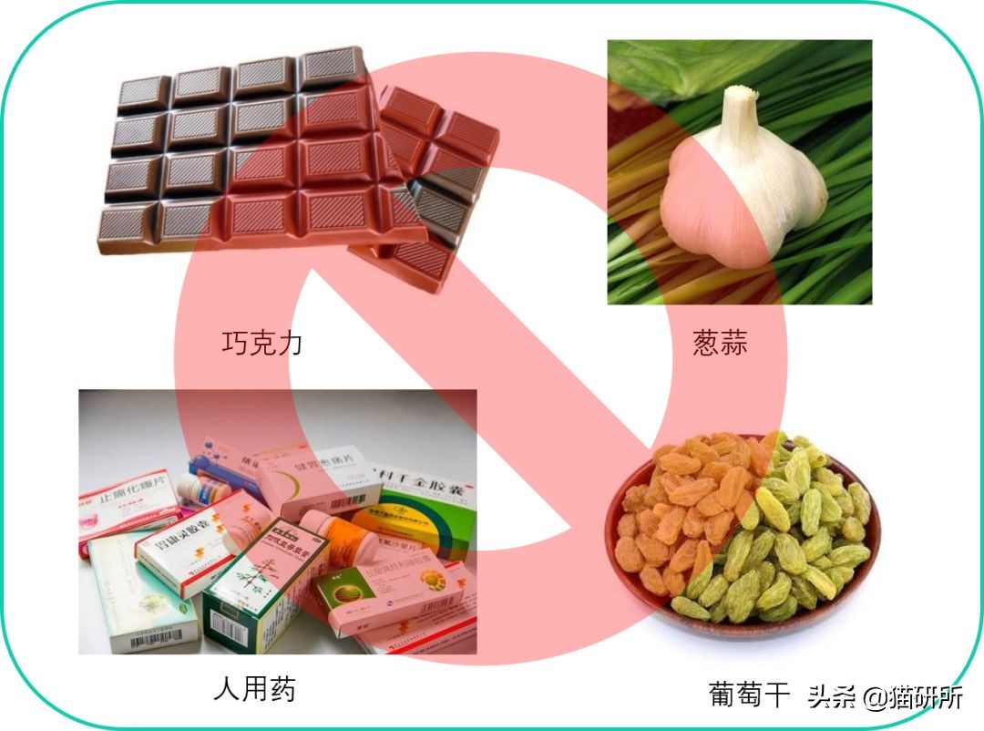 猫咪中毒急救药物,猫咪尿闭急救