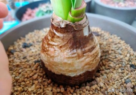 朱顶红花种球的种植方法,朱顶红花谢后种球怎么处理