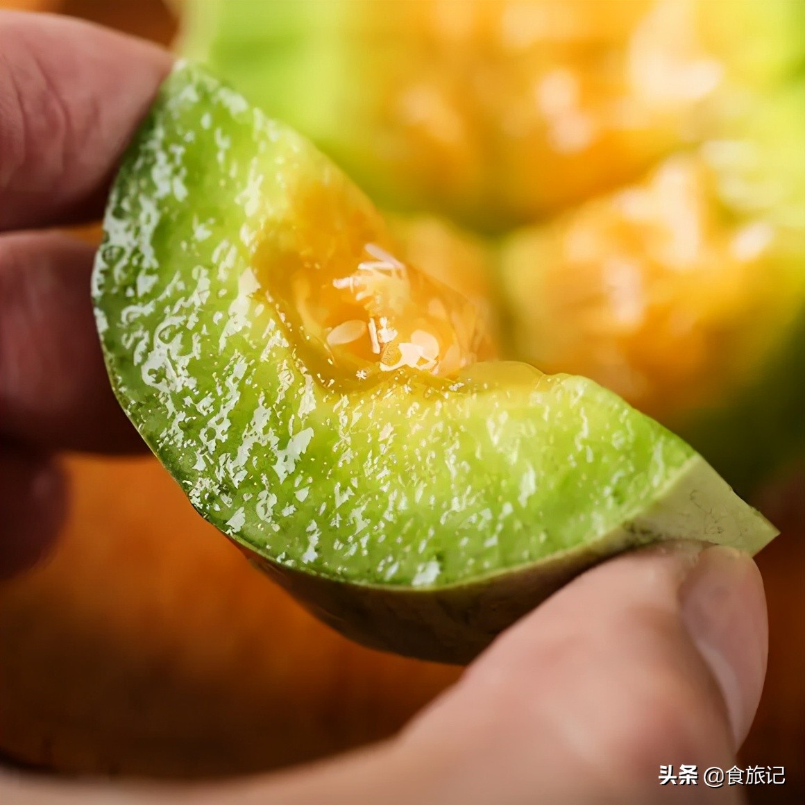 正宗博洋蜜瓜产地,黄洋蜜瓜和博洋蜜瓜区别