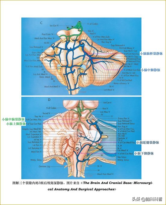 脑静脉分为深浅两支,脑静脉解剖