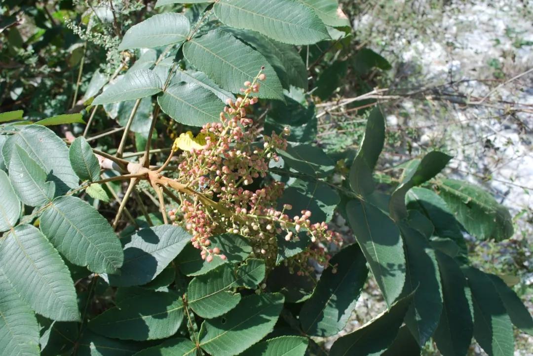 硬核整顿！高清中药教材原植物彩*图色**谱（四期）