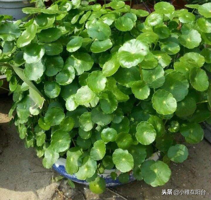 冬季土培铜钱草怎么养才能更旺盛,铜钱草冬季怎么养才能更旺盛