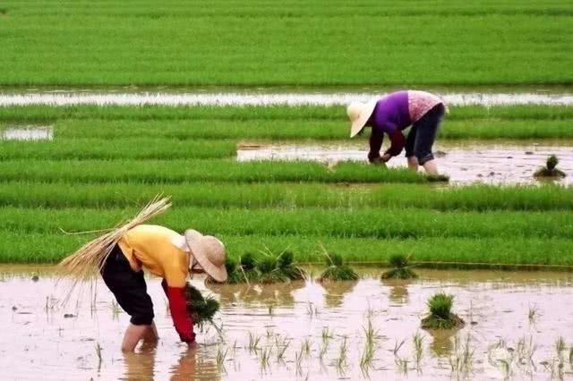 水蛭到底有多可怕,水蛭很可怕吗