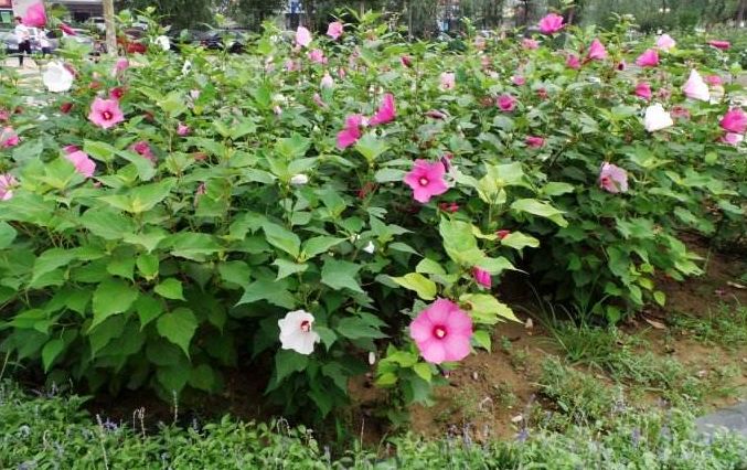 4种花超级好养活全年开花不断,花期长又好养的矮种花