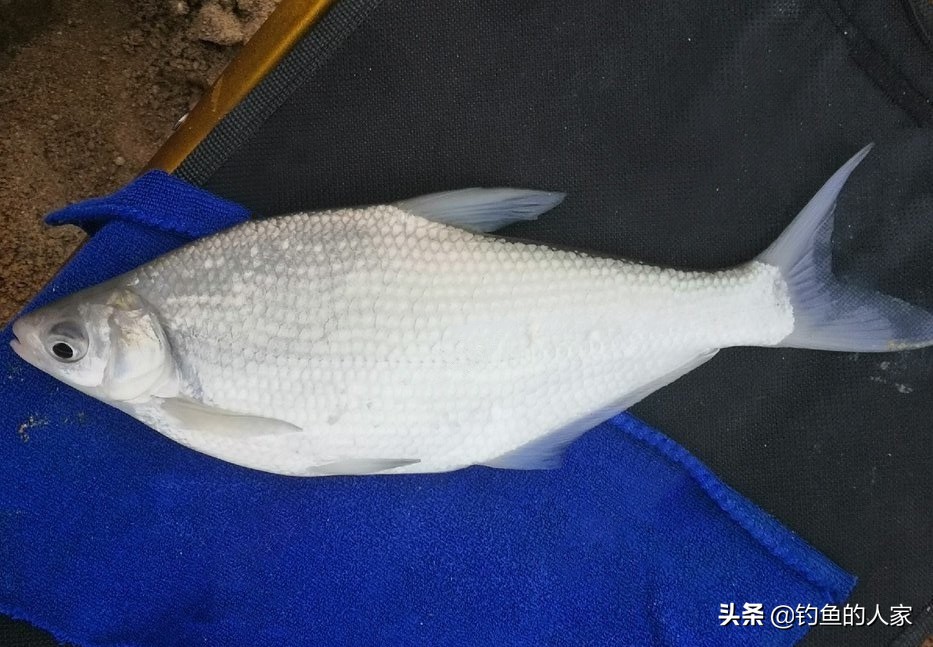 野河武昌鱼怎么钓,秋季武昌鱼钓法