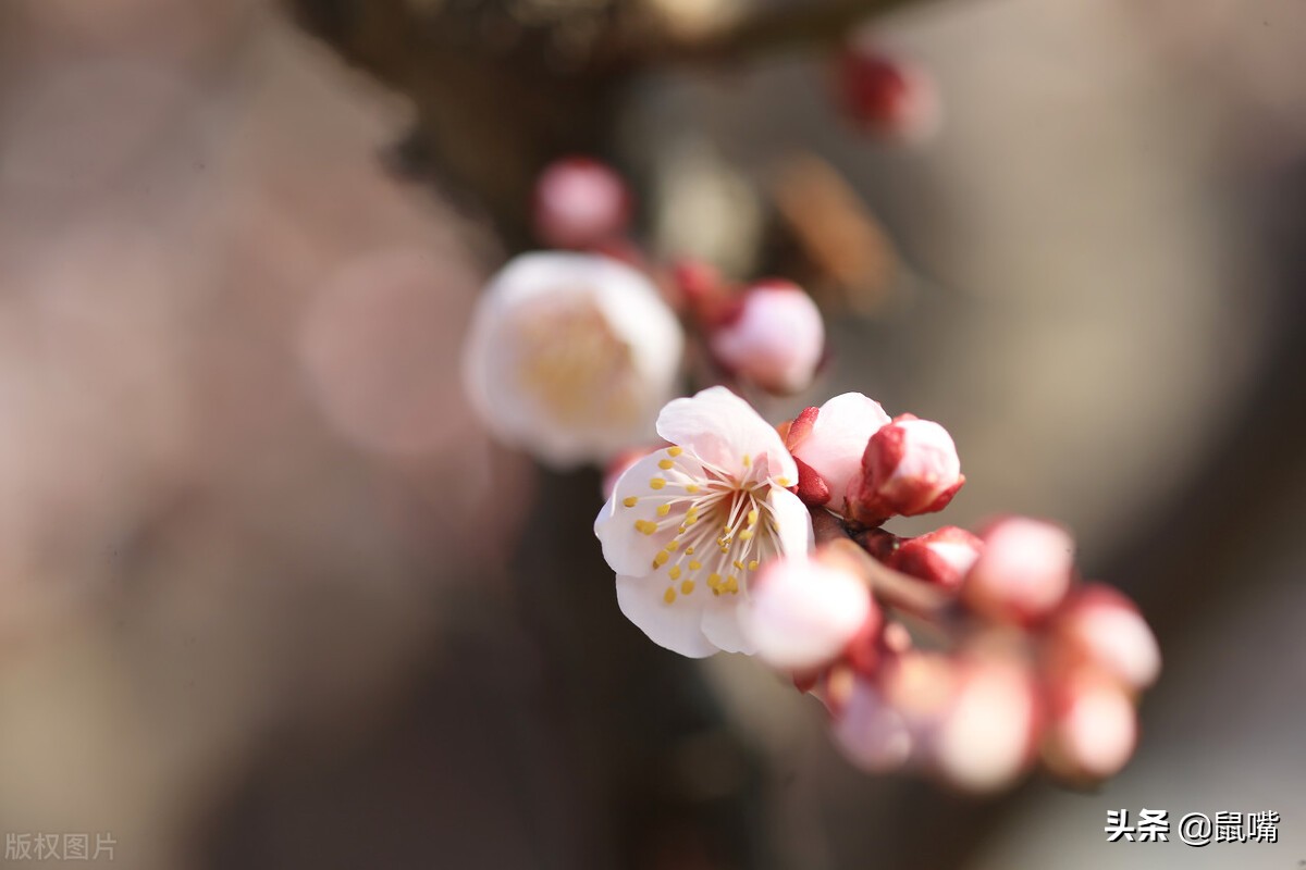 列子原文及译文朗读,列子杨朱篇译文