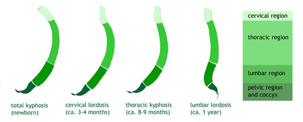 人的脊柱是s型的吗正常吗,老年人脊柱呈s形怎么办