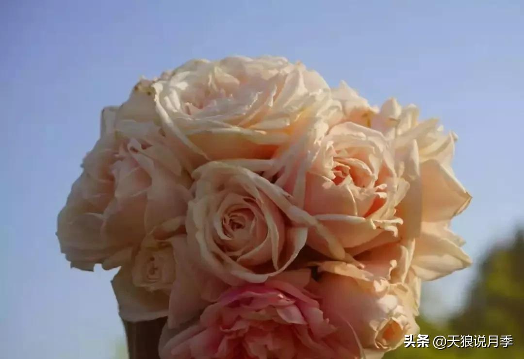 古老月季的魅力,40种中国古老月季