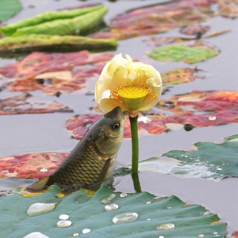 钓草鱼的最佳饵料比例,钓草鱼技巧与多种饵料选择