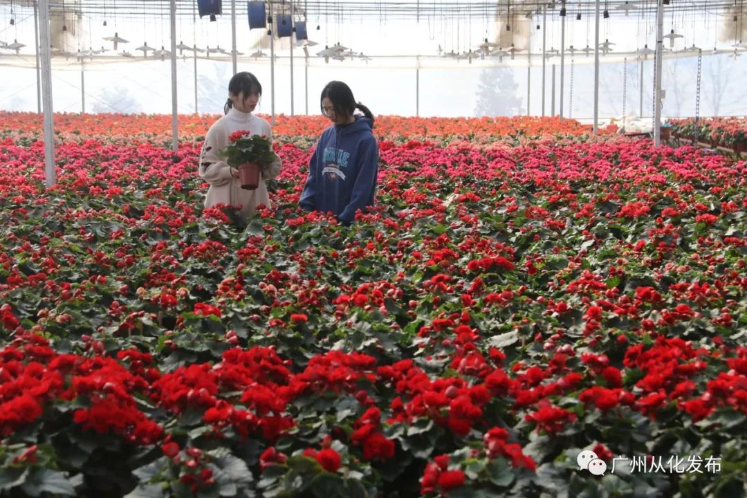 广州花市蝴蝶兰销量,花卉销量