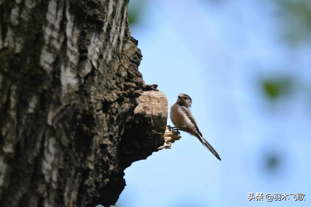 观鸟入门,观鸟小贴士