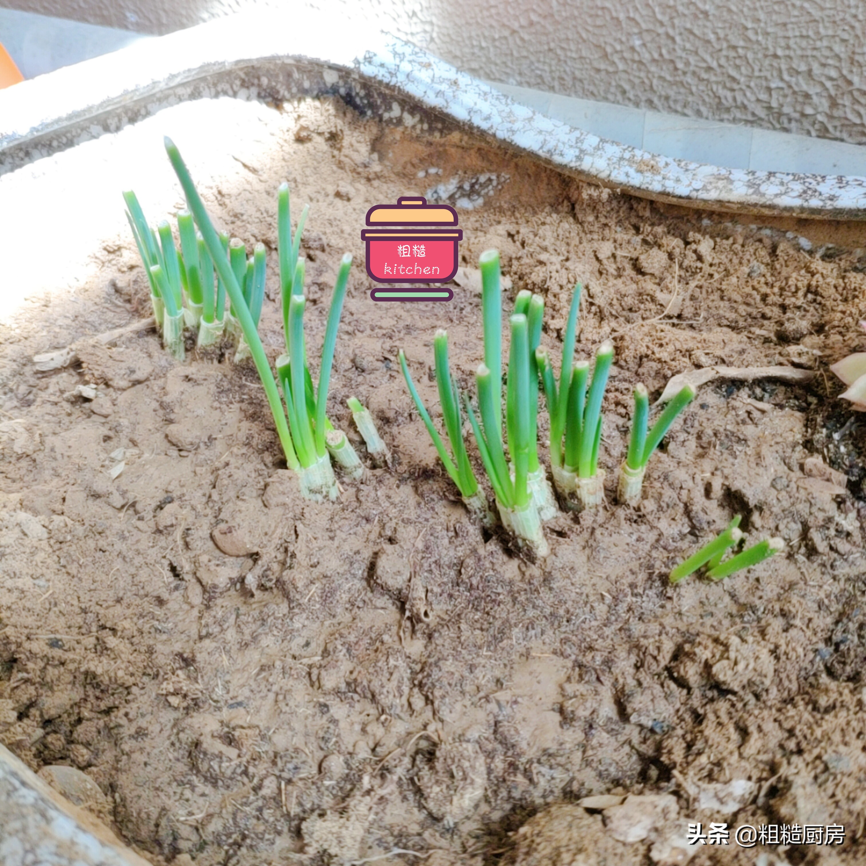 家里怎么一年四季种植小葱,一年四季在家都能吃上小葱自己种